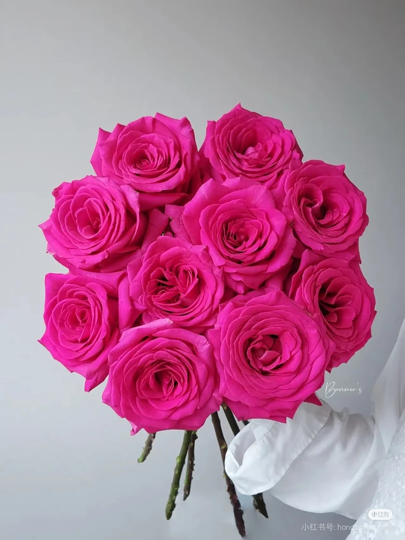 【好物鲜花】弗洛伊德玫瑰 两单包邮