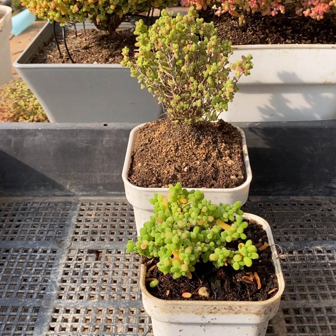 六****）枝干番杏多肉植物079