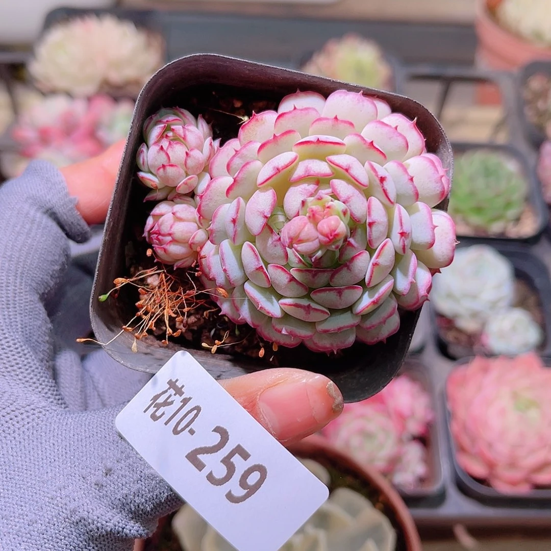 花10-259小红衣带仔