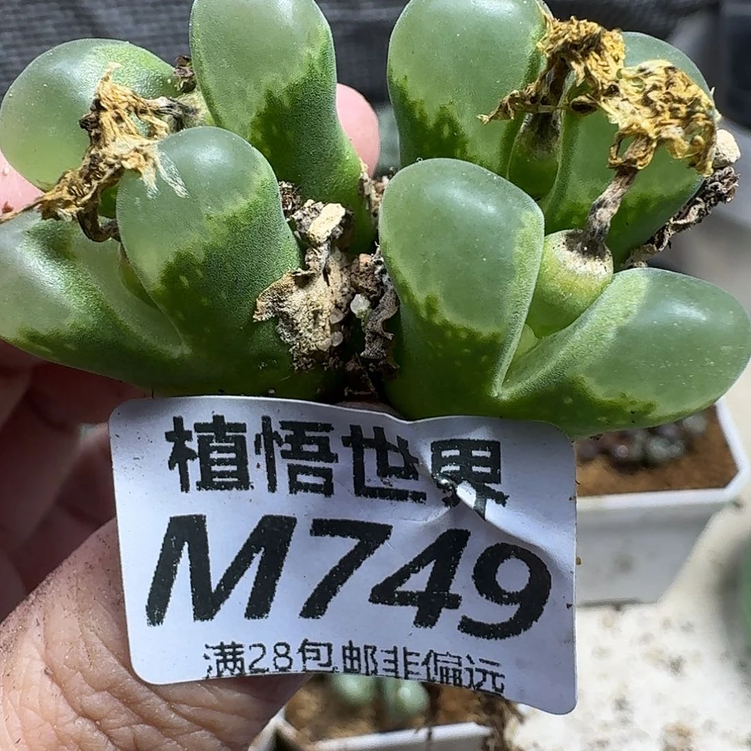 的W的人生的最fhnm