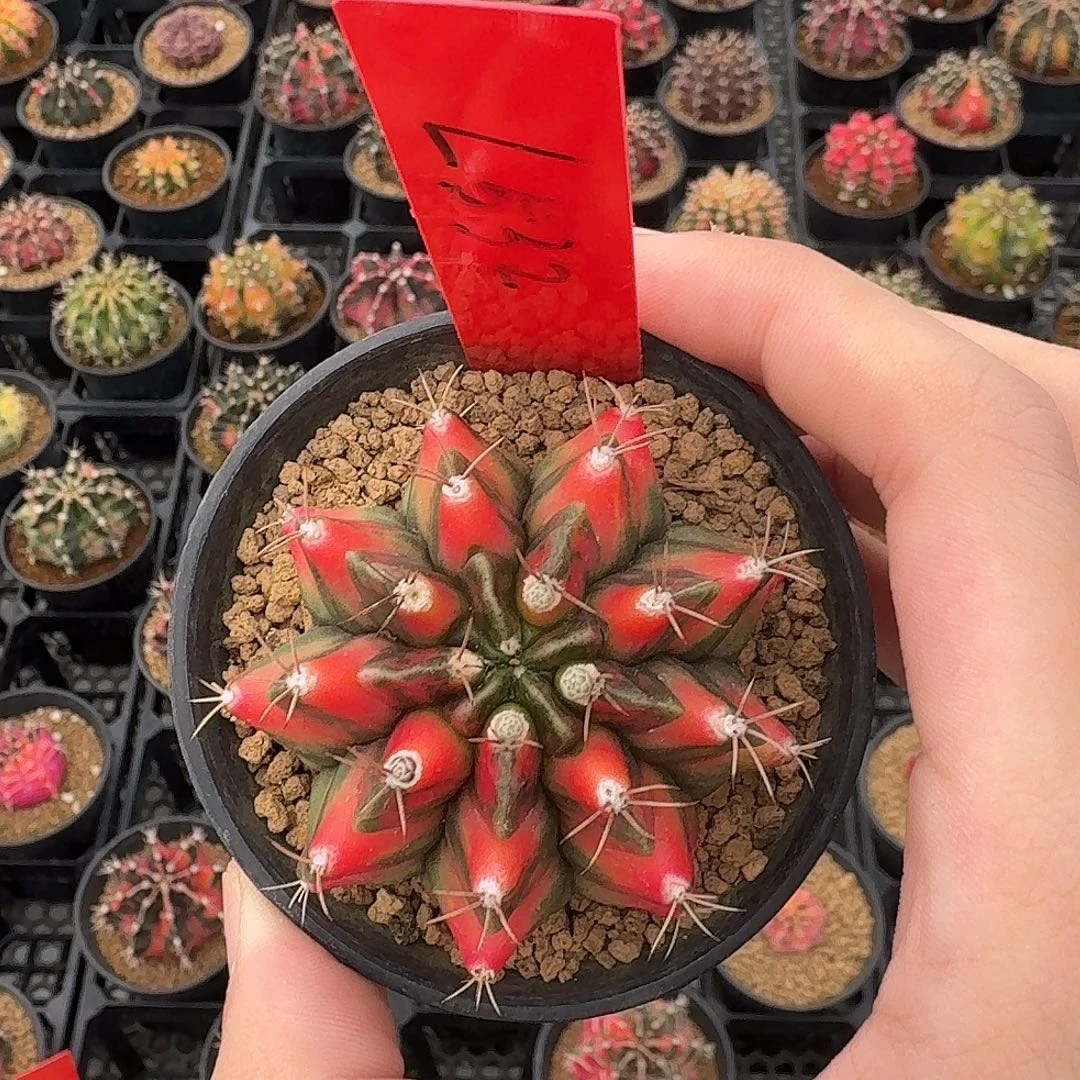 L532-1120广东发货 红龙