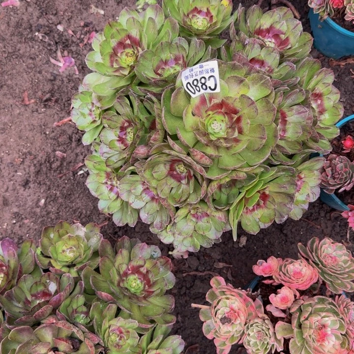黑魔花30-41包邮花花