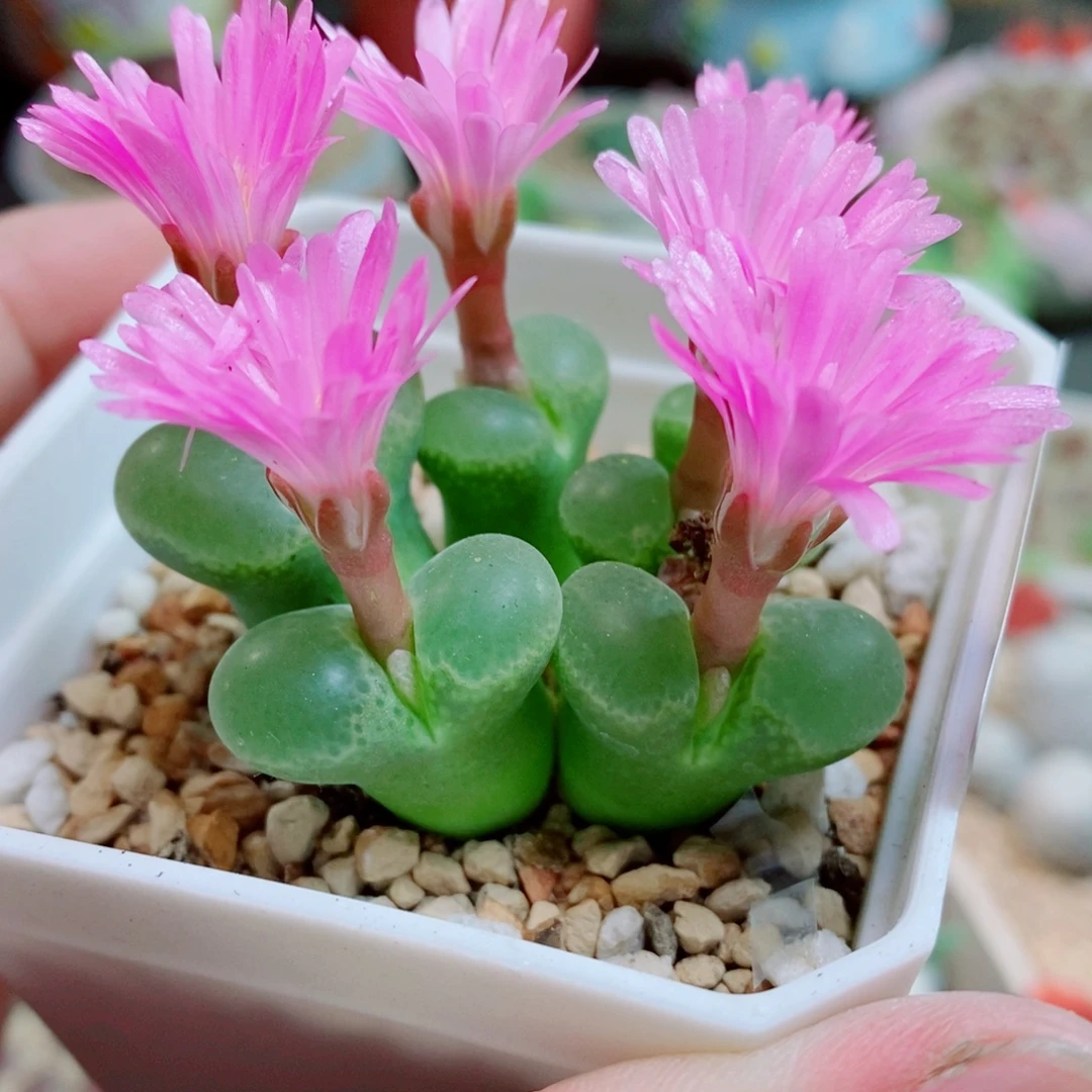 生石花花花花花花960