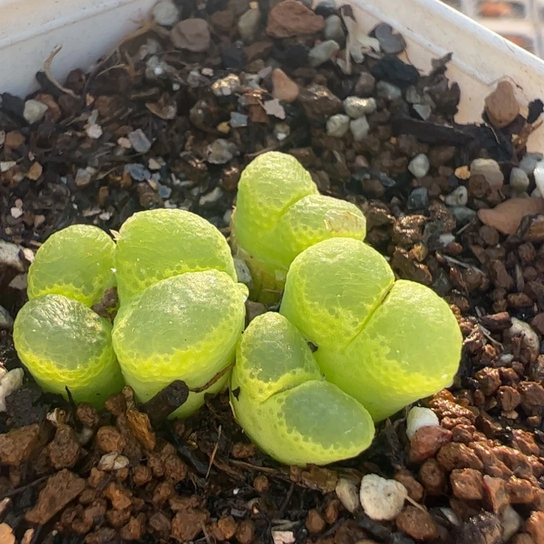 1453.75星空风铃多肉植物51