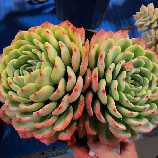 前**事十里桃花50127多肉