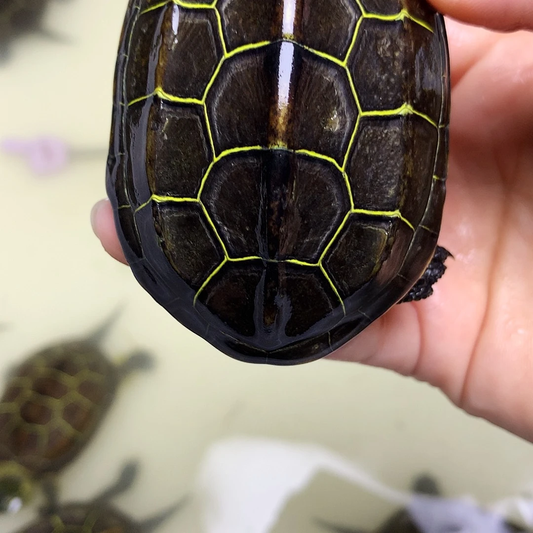 绿毛龟母中华草龟不分