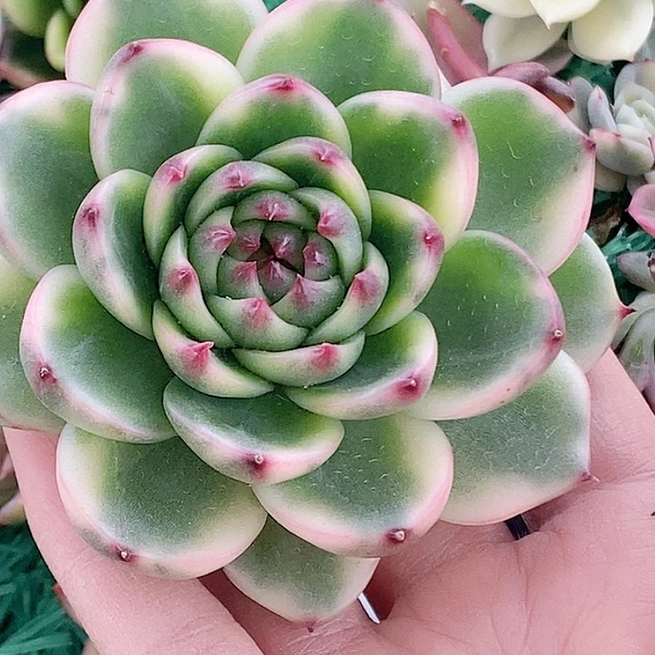 月亮石一物一拍，