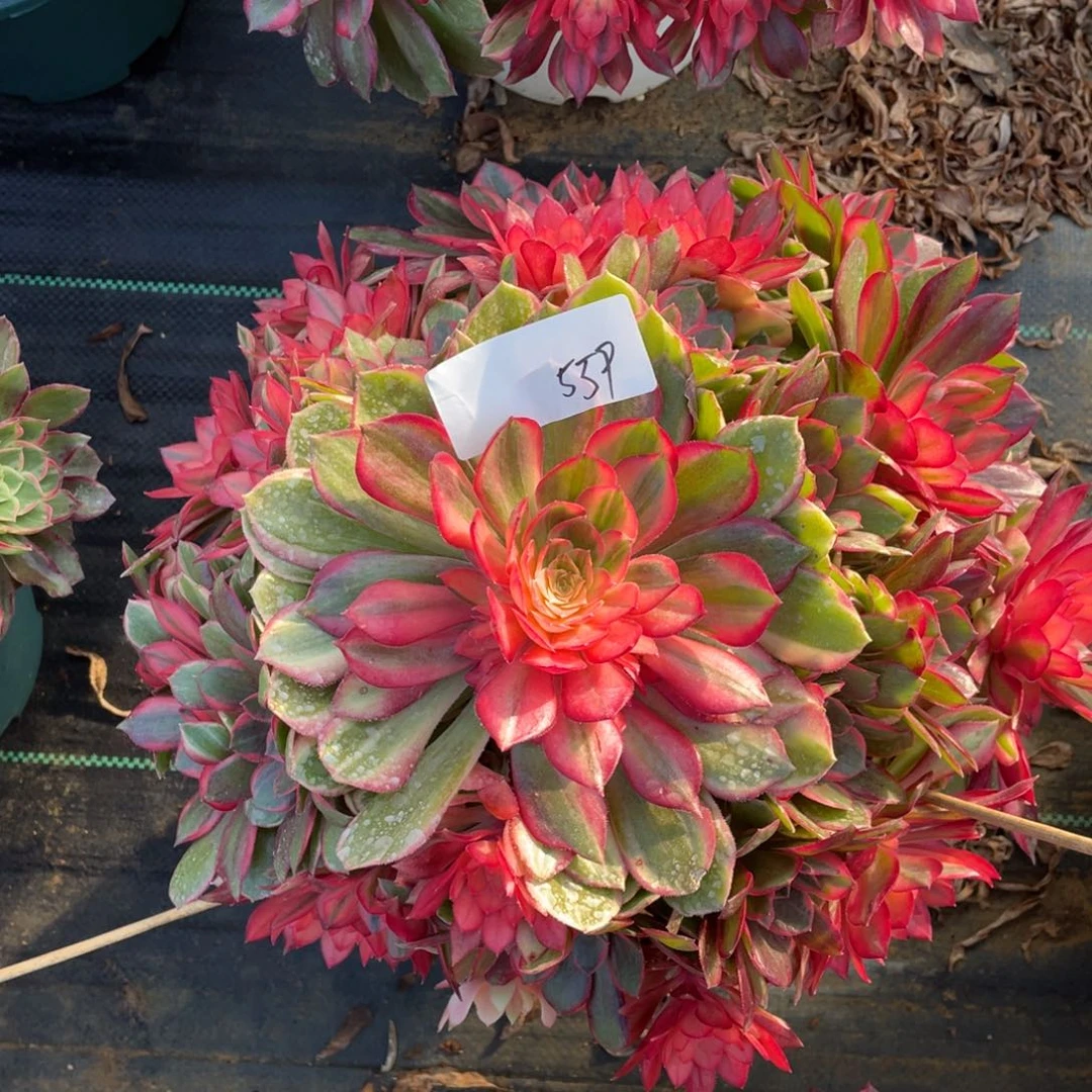 559111111111111111111