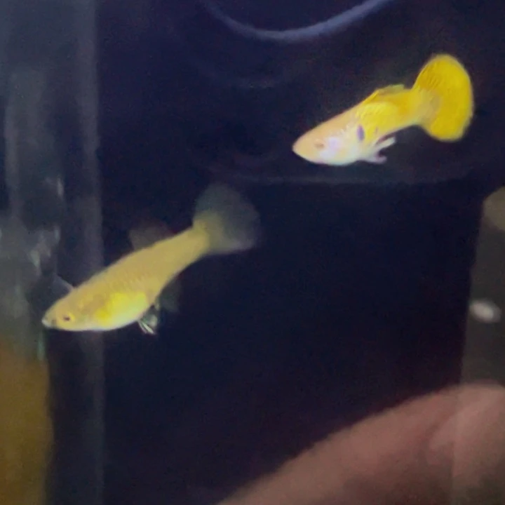 孔雀鱼黄蕾丝小圆尾俩对包邮
