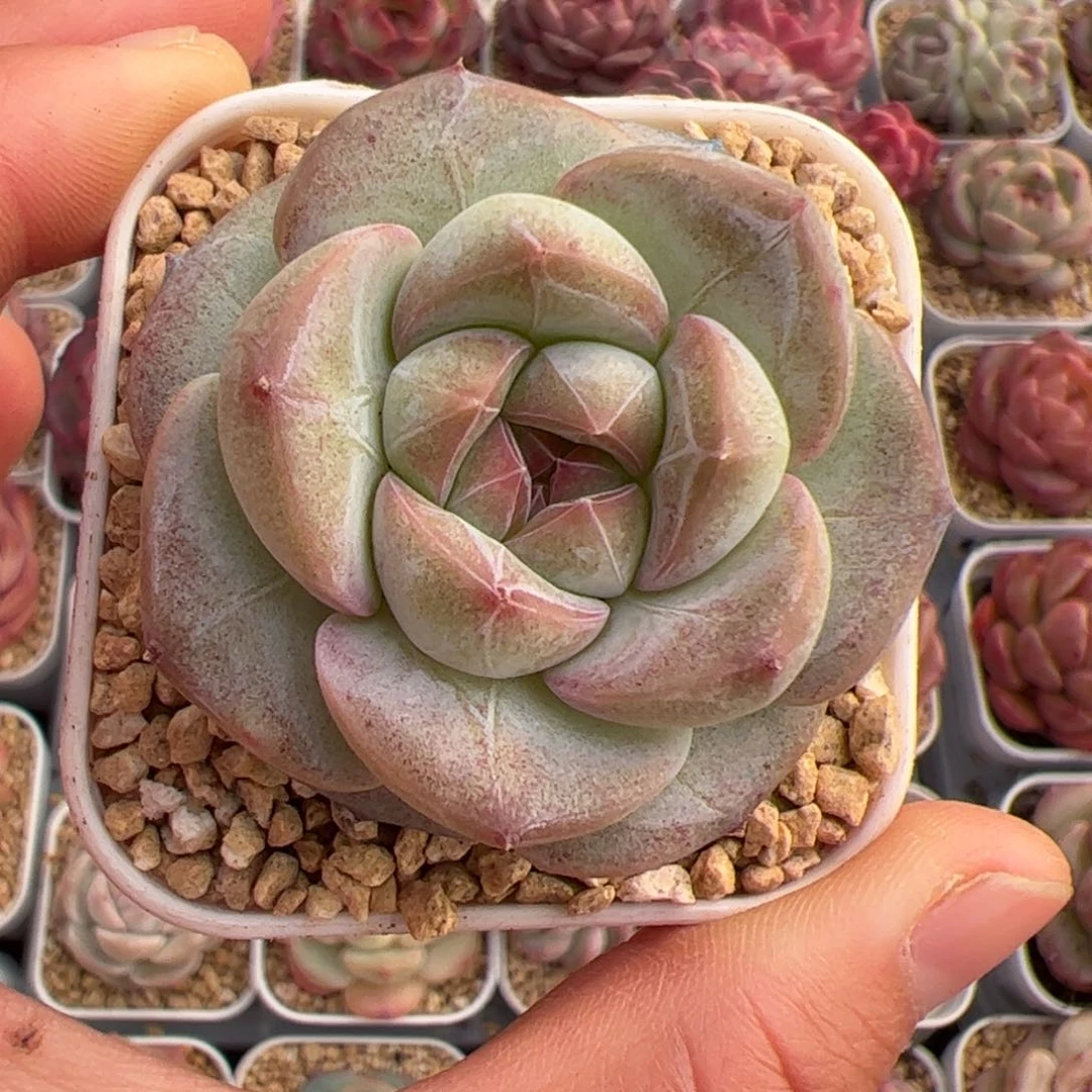 ?****?111 多肉植物组合盆栽