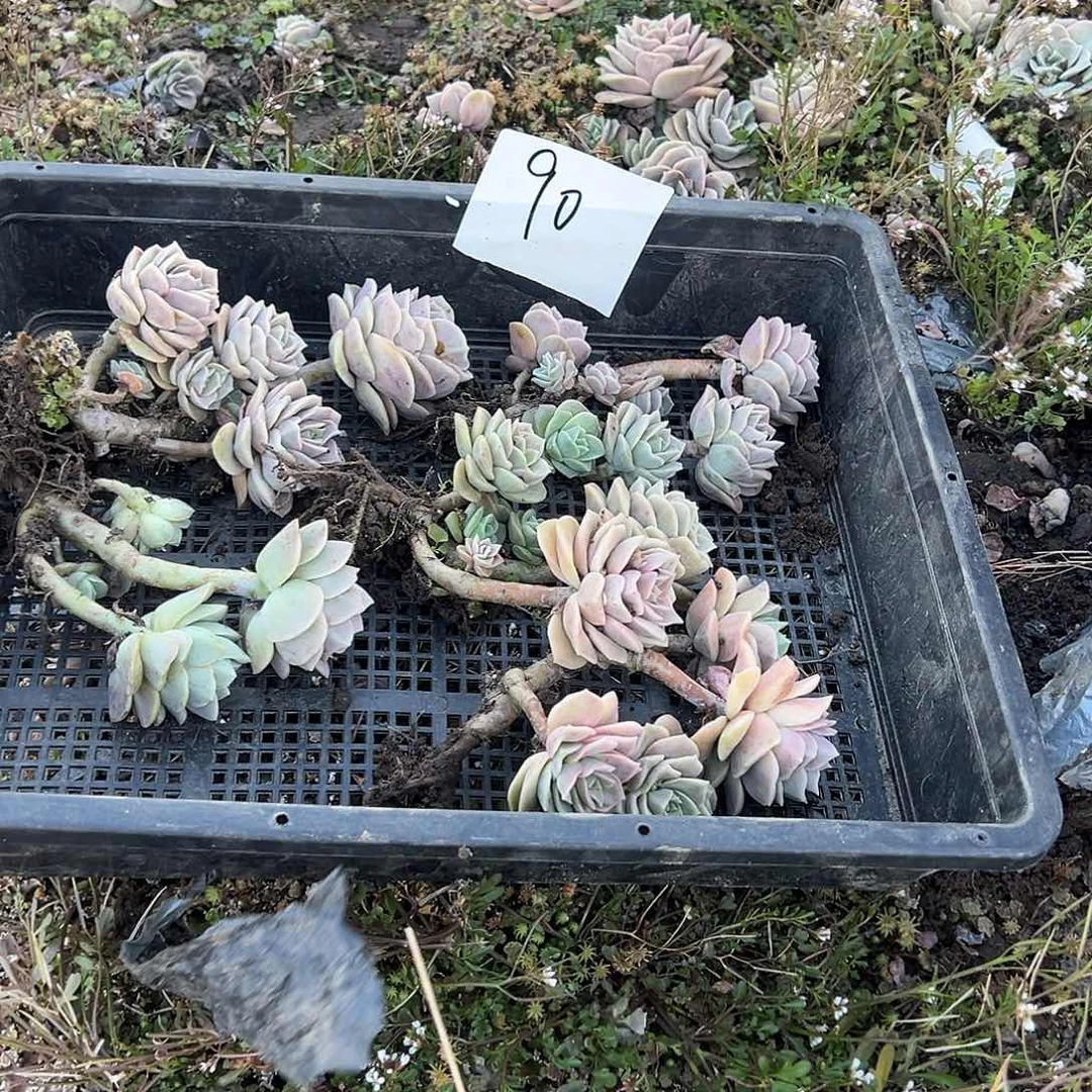 缘**你可爱玫瑰90号不售后