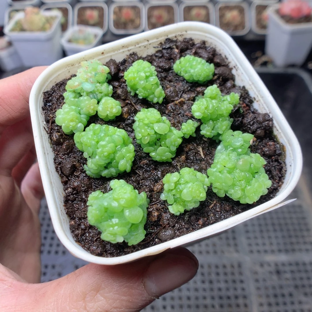 无花朵Q77。 yyyyyyyu