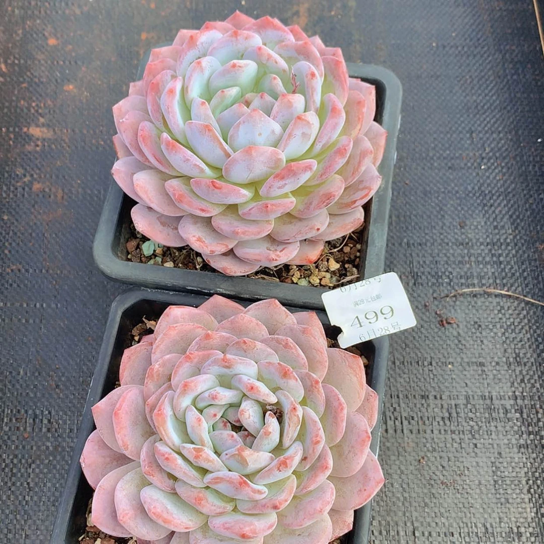 【闪购商品】莲*云499号