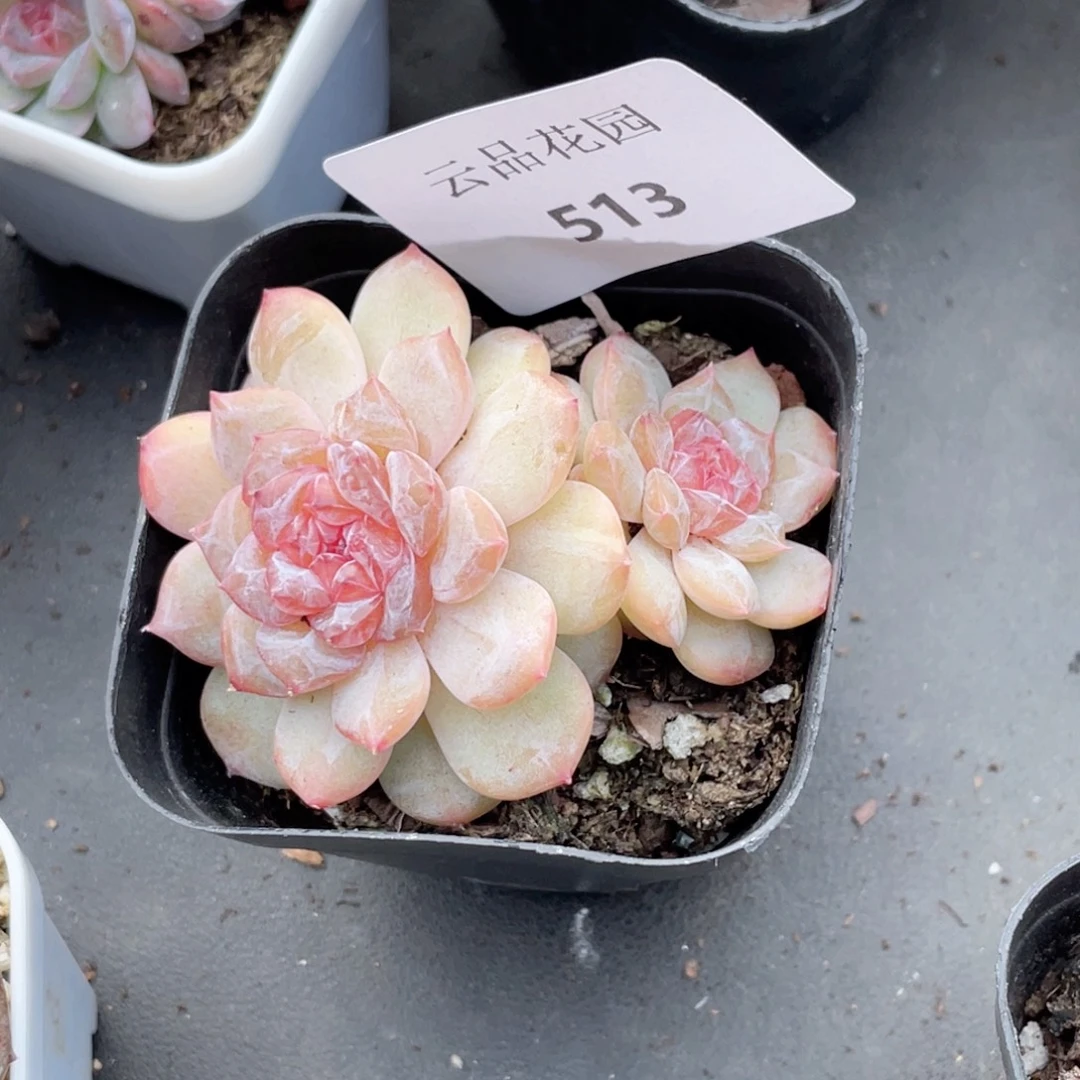 513号糖心冰心珍妮 雏菊