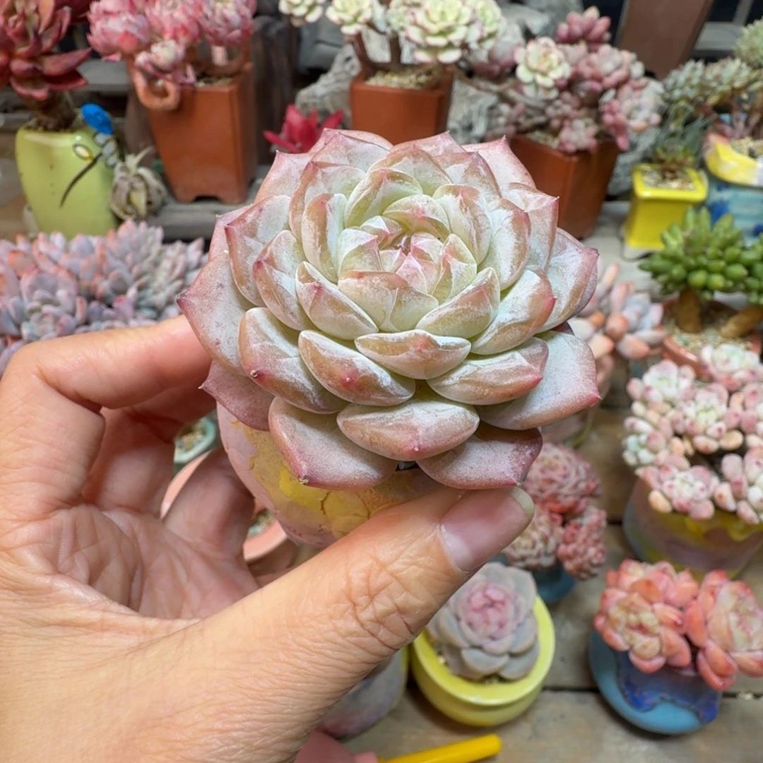 云梦瑶 精品多肉含盆土 一物一拍