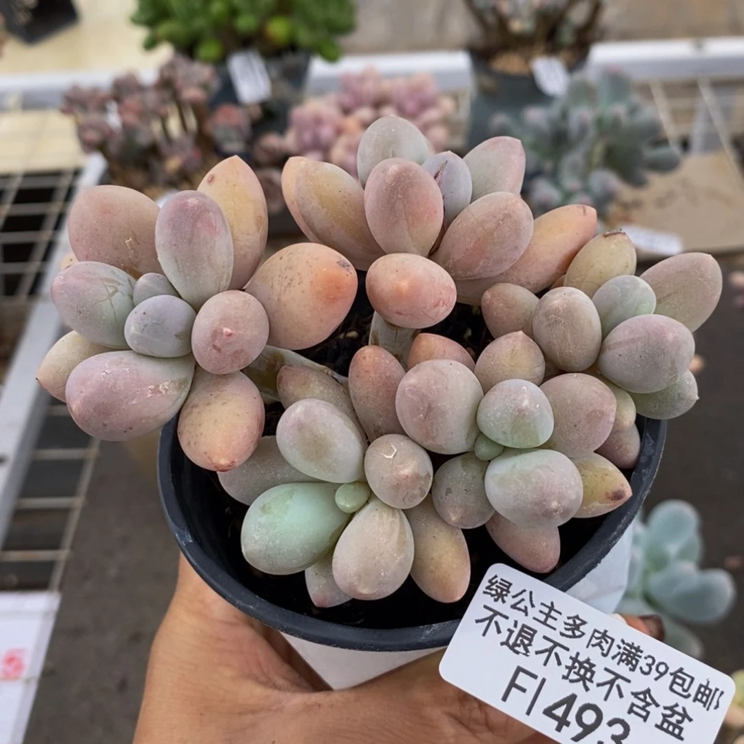 香水手指493/10c m