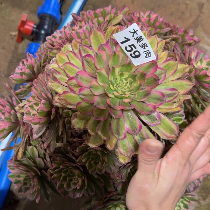 浅****植粉玲珑宝塔159肉肉