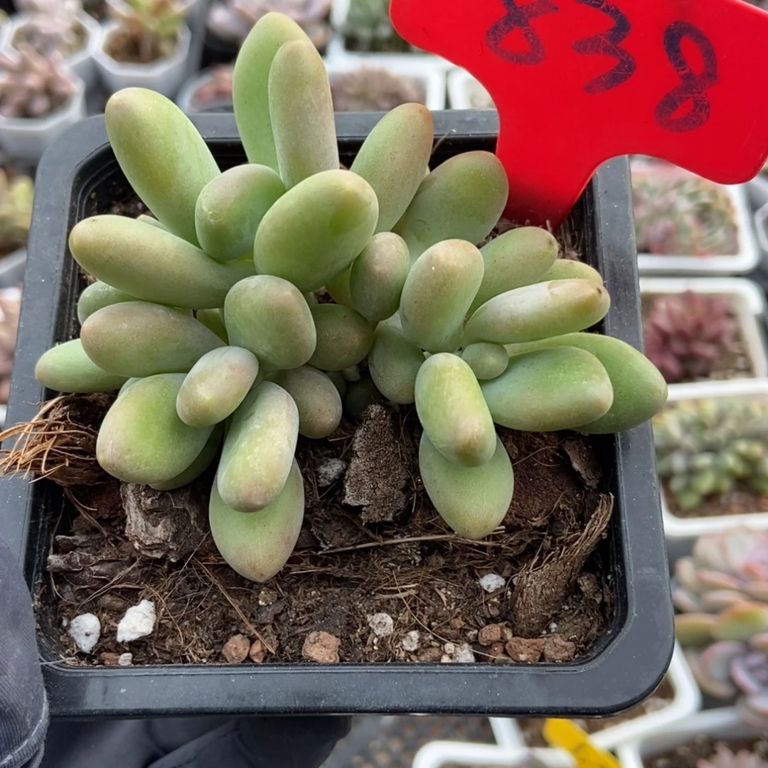 838芒果奶多肉植物多肉