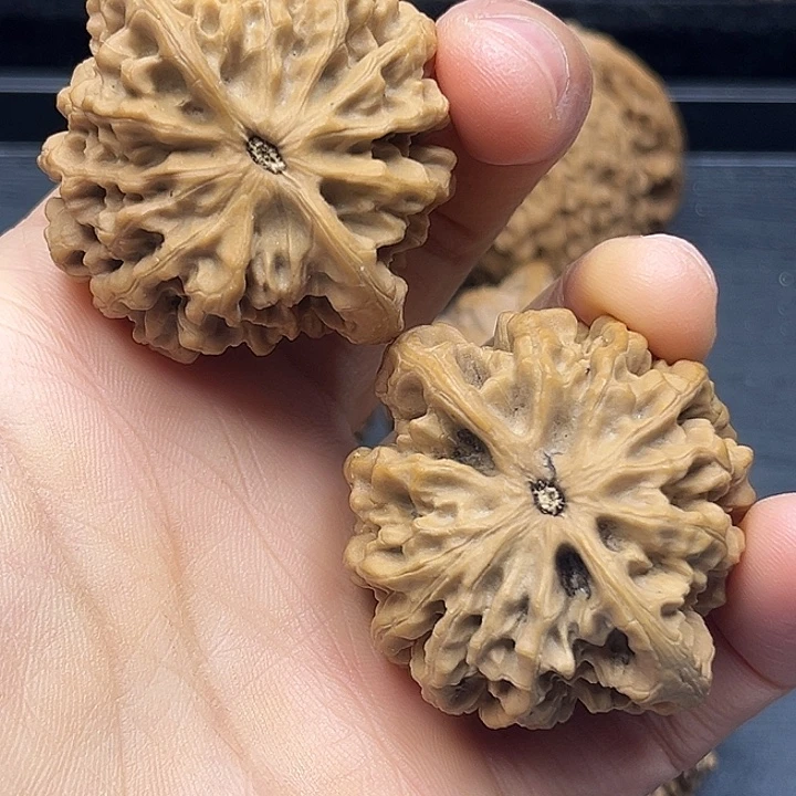 东***t木质类秦岭突突突突突突突突