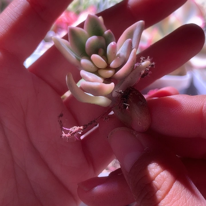 美人杂交有根覆轮锦