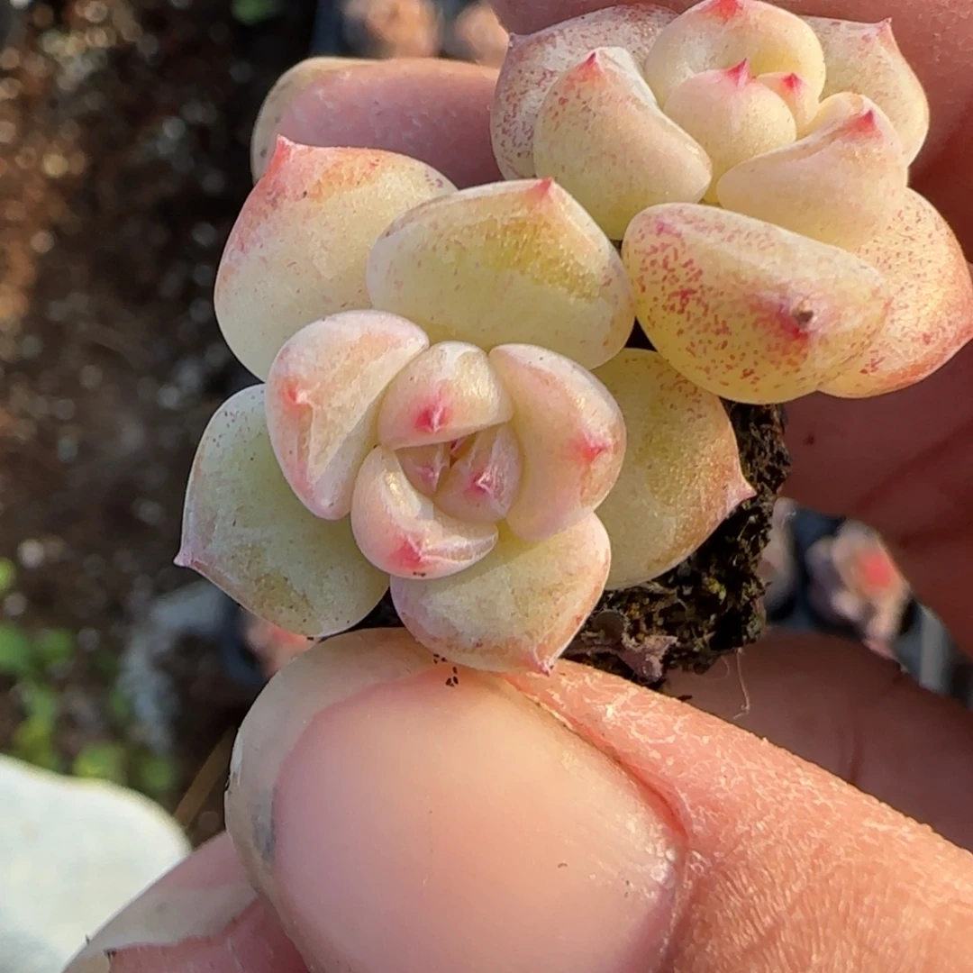 小卡拉米糖心一物一拍