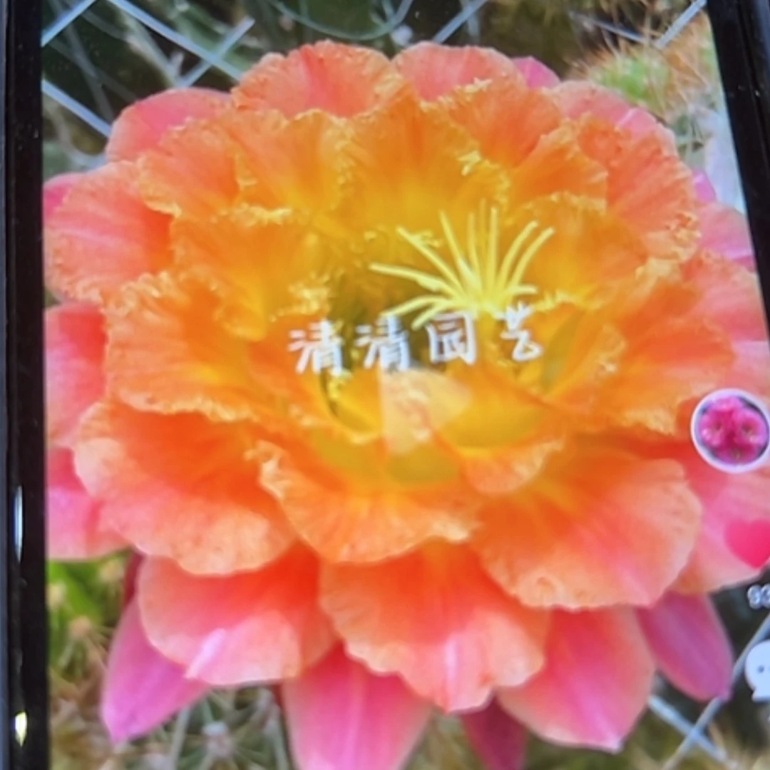 【闪购商品】大满贯加强