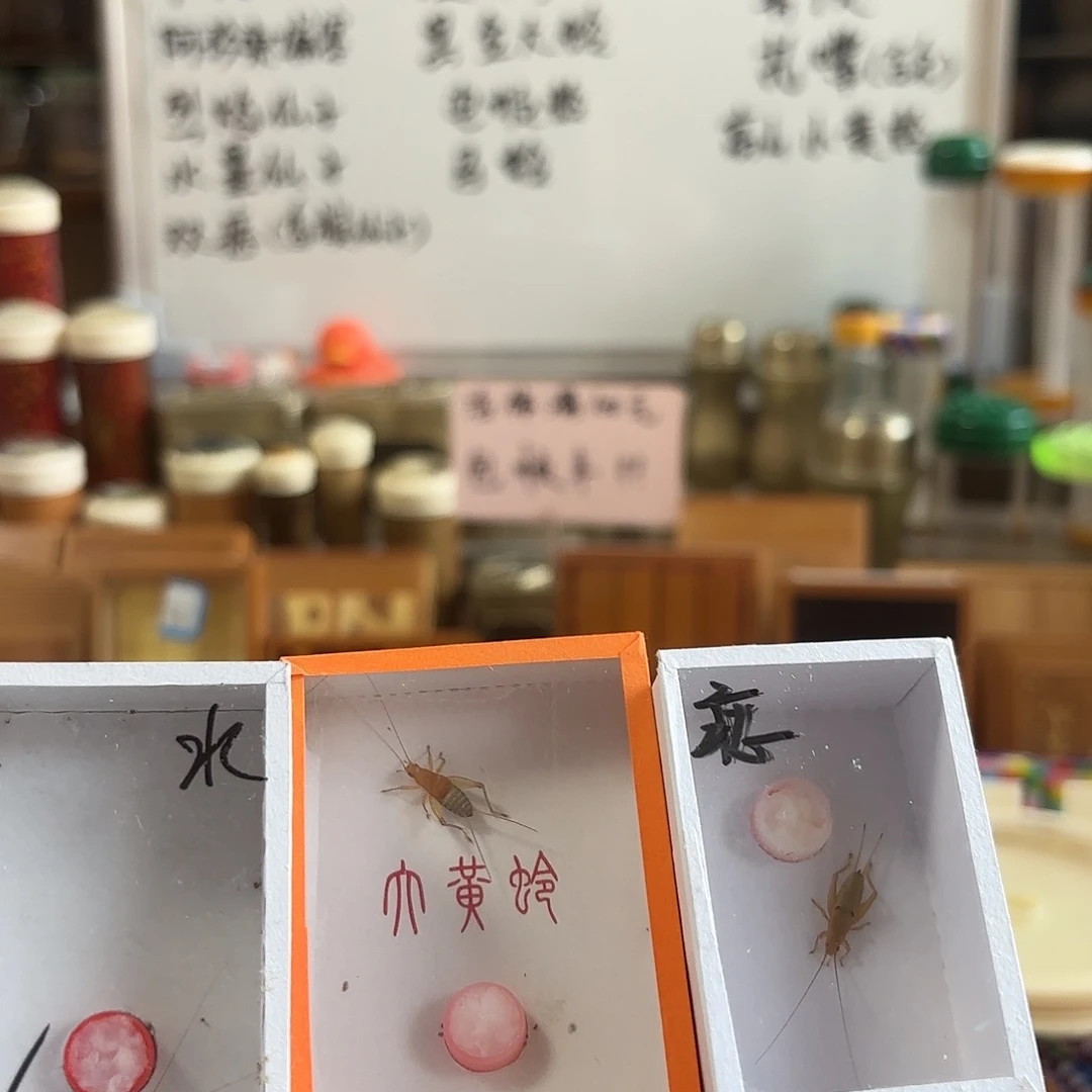 三种仙子各一条不包断须尾