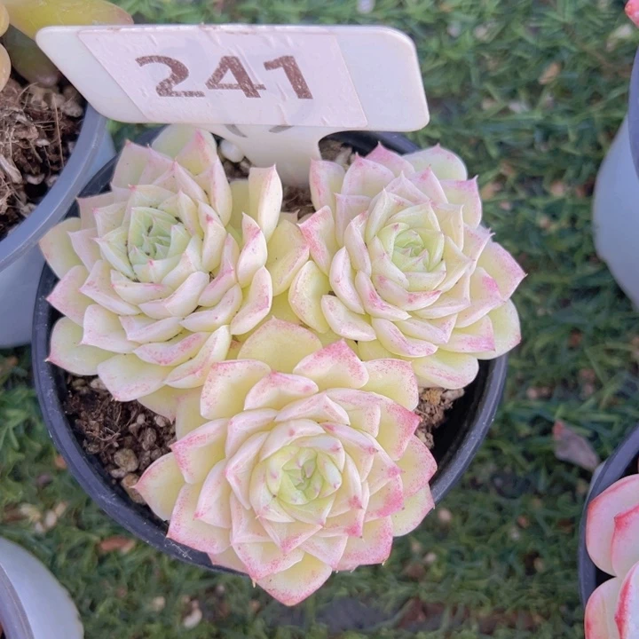 健健康康平平安安