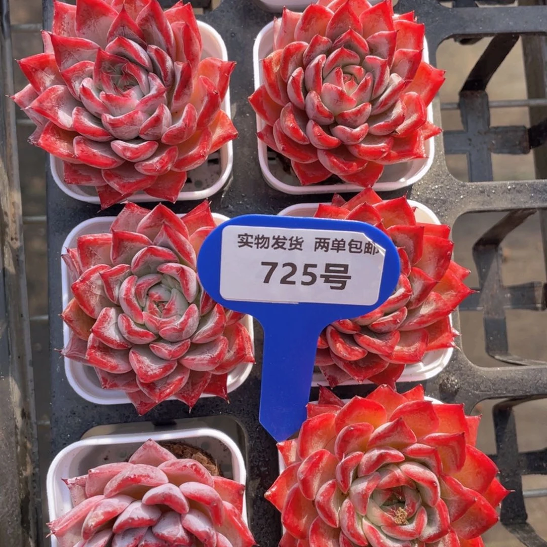 725号全状态韩版黑天鹅单头一个