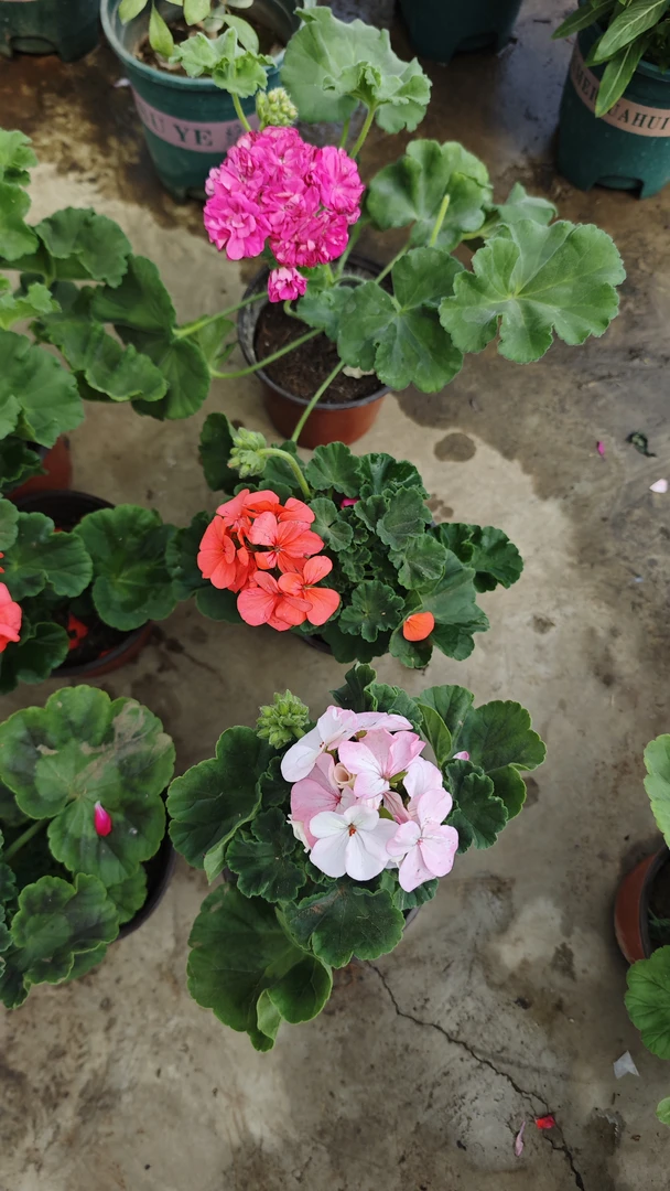 天竺葵3盆组合链接随机发一物一拍好养活不支持备注