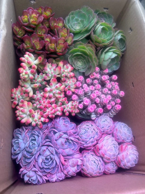 钱多多年宵花组合6盆包邮 法师脱土新手好养