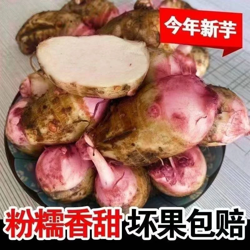 现挖红芽芋艿软糯香甜小芋头正宗好吃红嘴浙江芋艿牛奶小芋头上衣