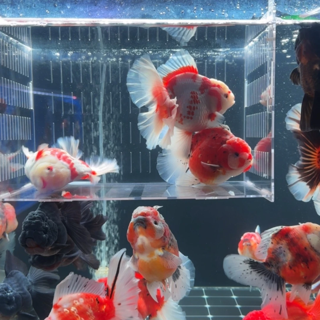 丁***ஐ金鱼金鱼小娇泰狮金鱼2条