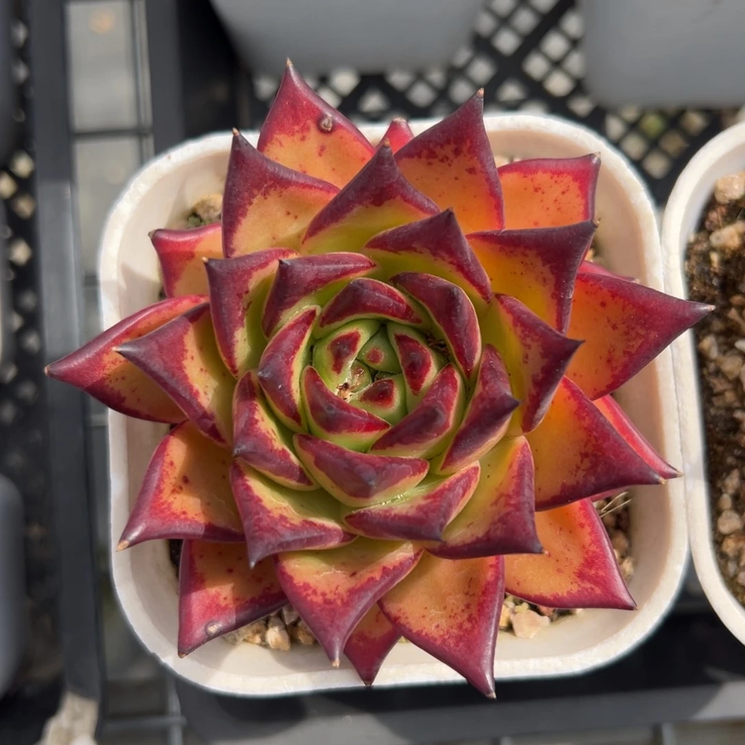 口红精控多肉一物一拍