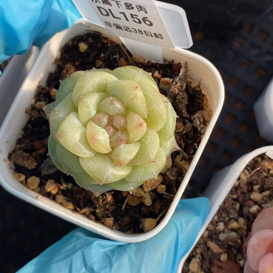 156东篱下多肉植物盆栽