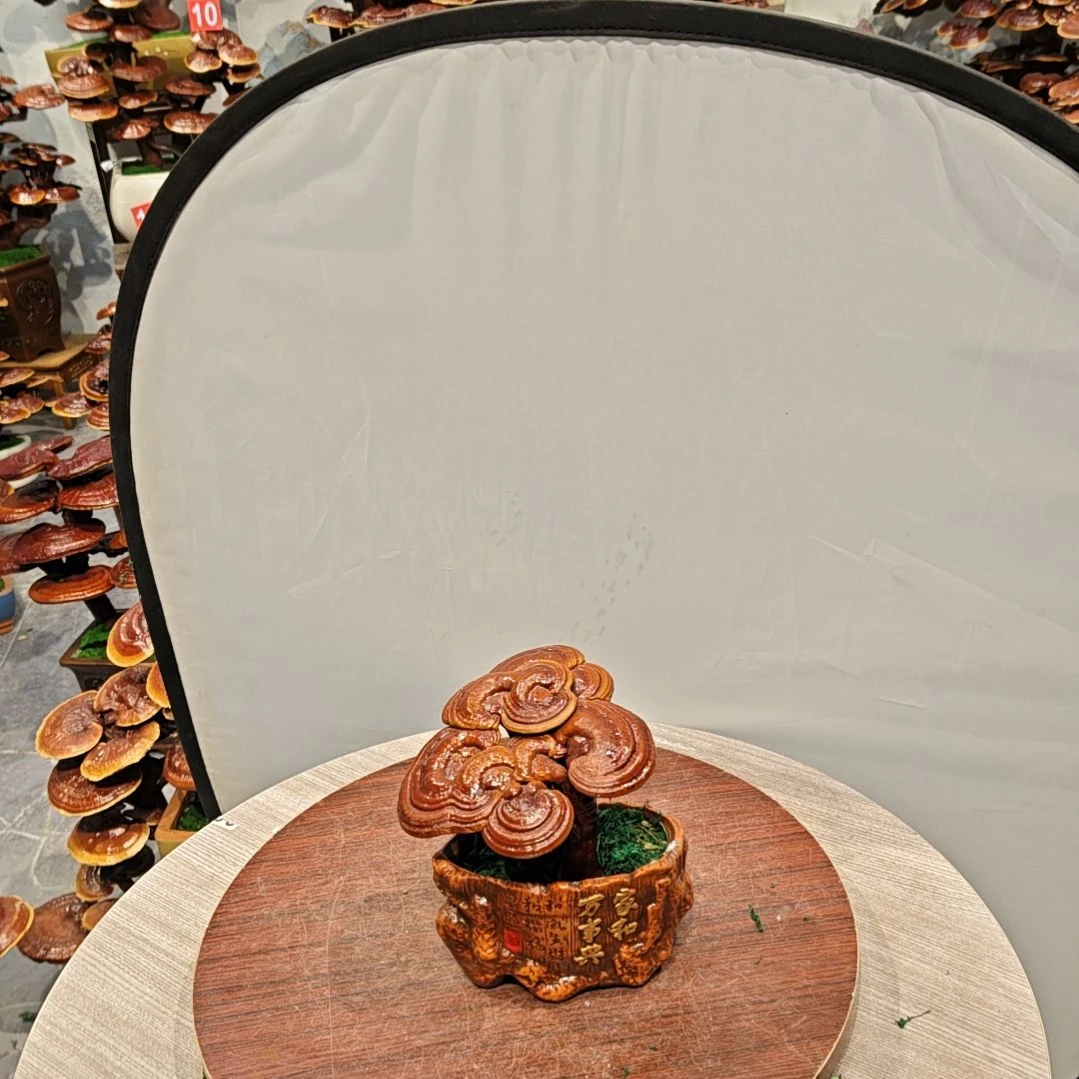 灵芝盆景高端大气上档次