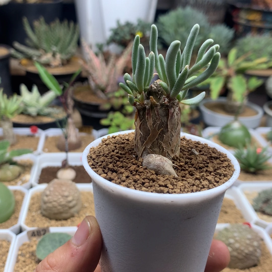 淡清霜母本多肉带盆