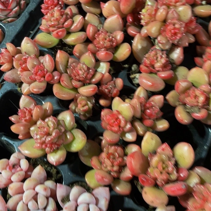 小苹果花1元带土