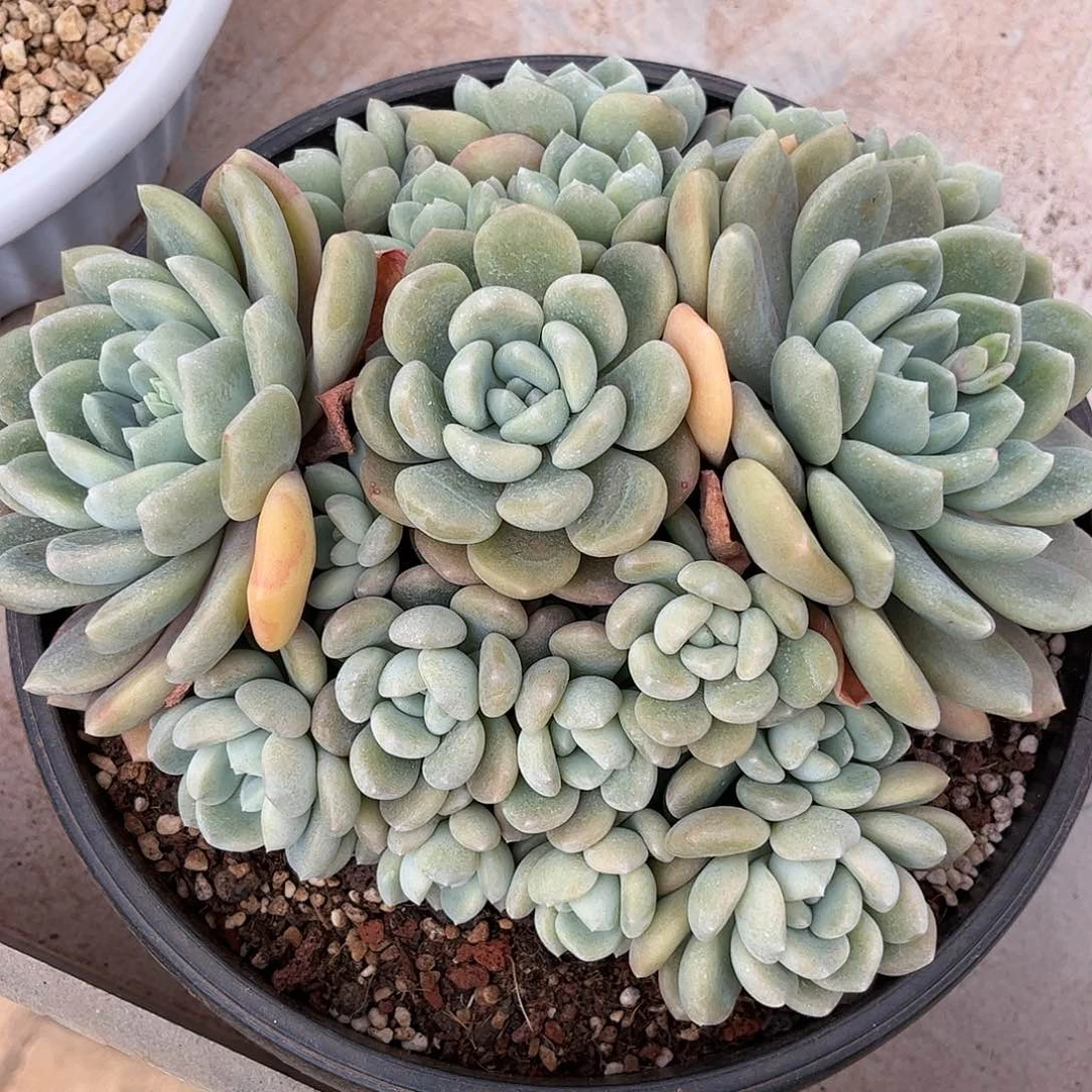 寄养链接的肉肉的肉肉