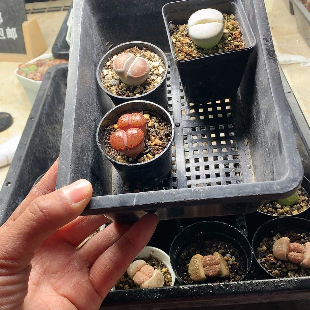 远**)W32多肉植物保护研究所