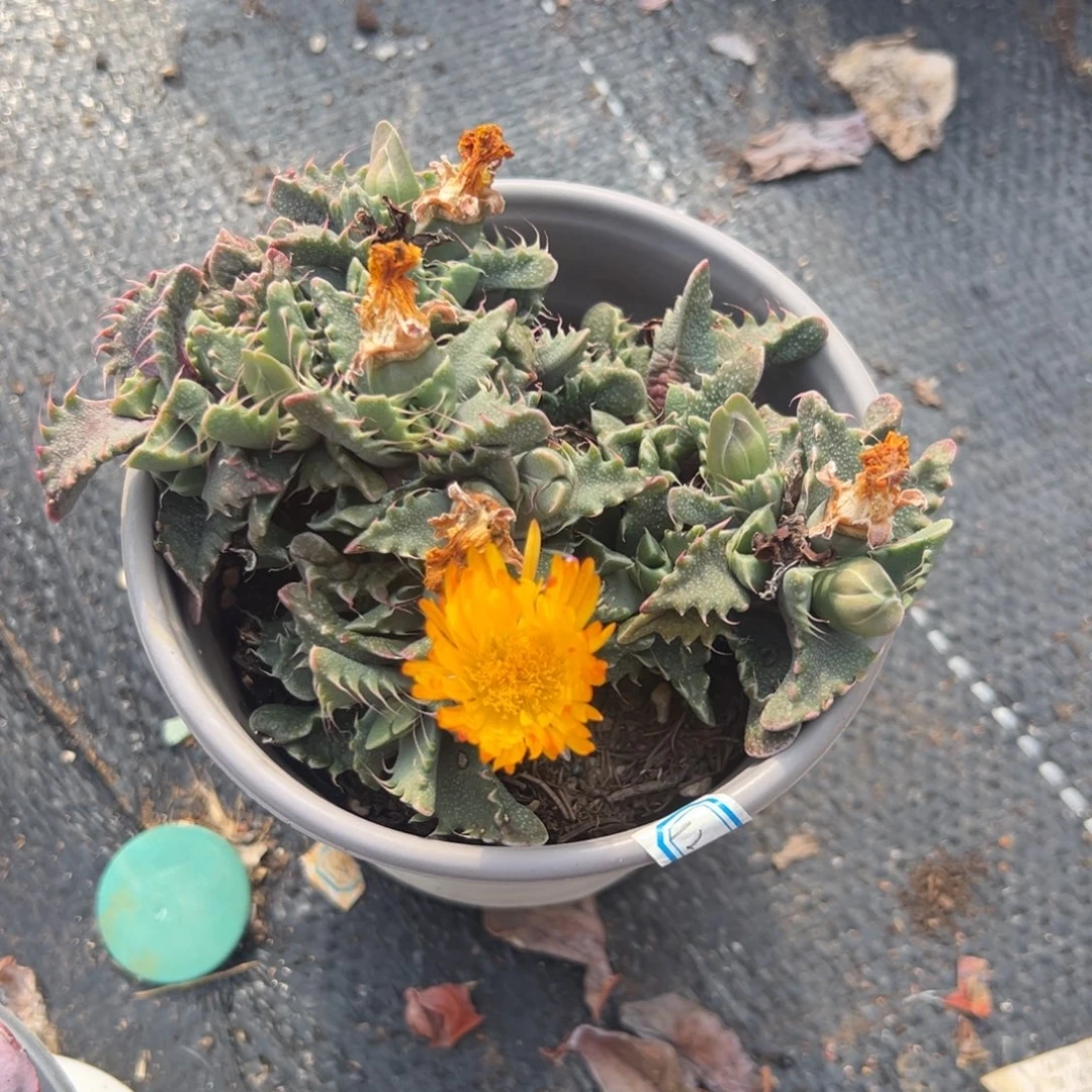 多肉绿草【非偏远地区满18包邮】
