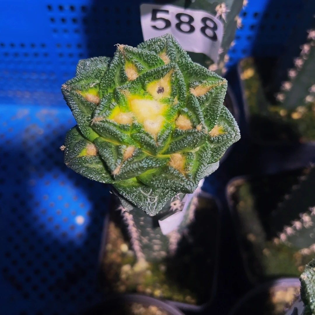 比***爷无花朵隔尤辛顿牡丹582