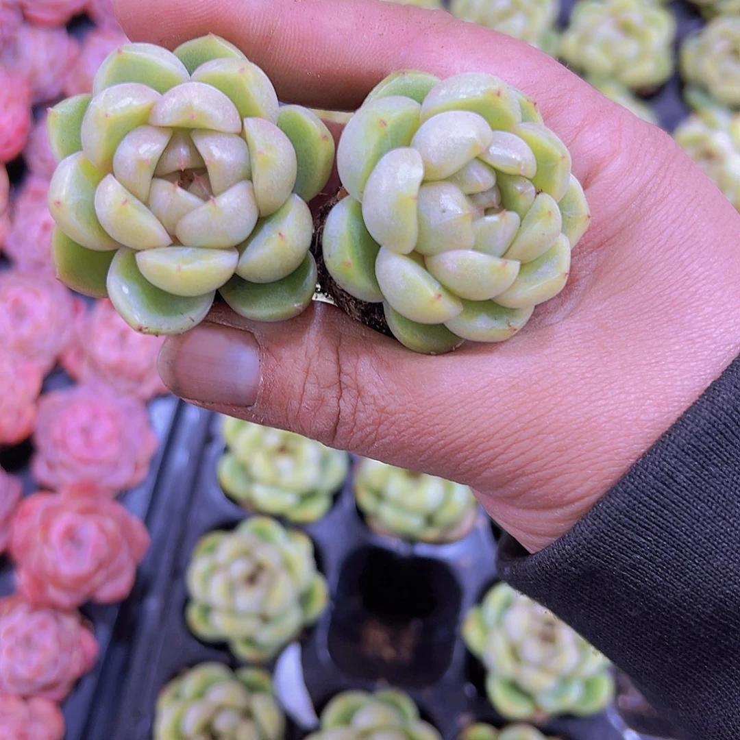 蓝水鬼苗2个19包邮