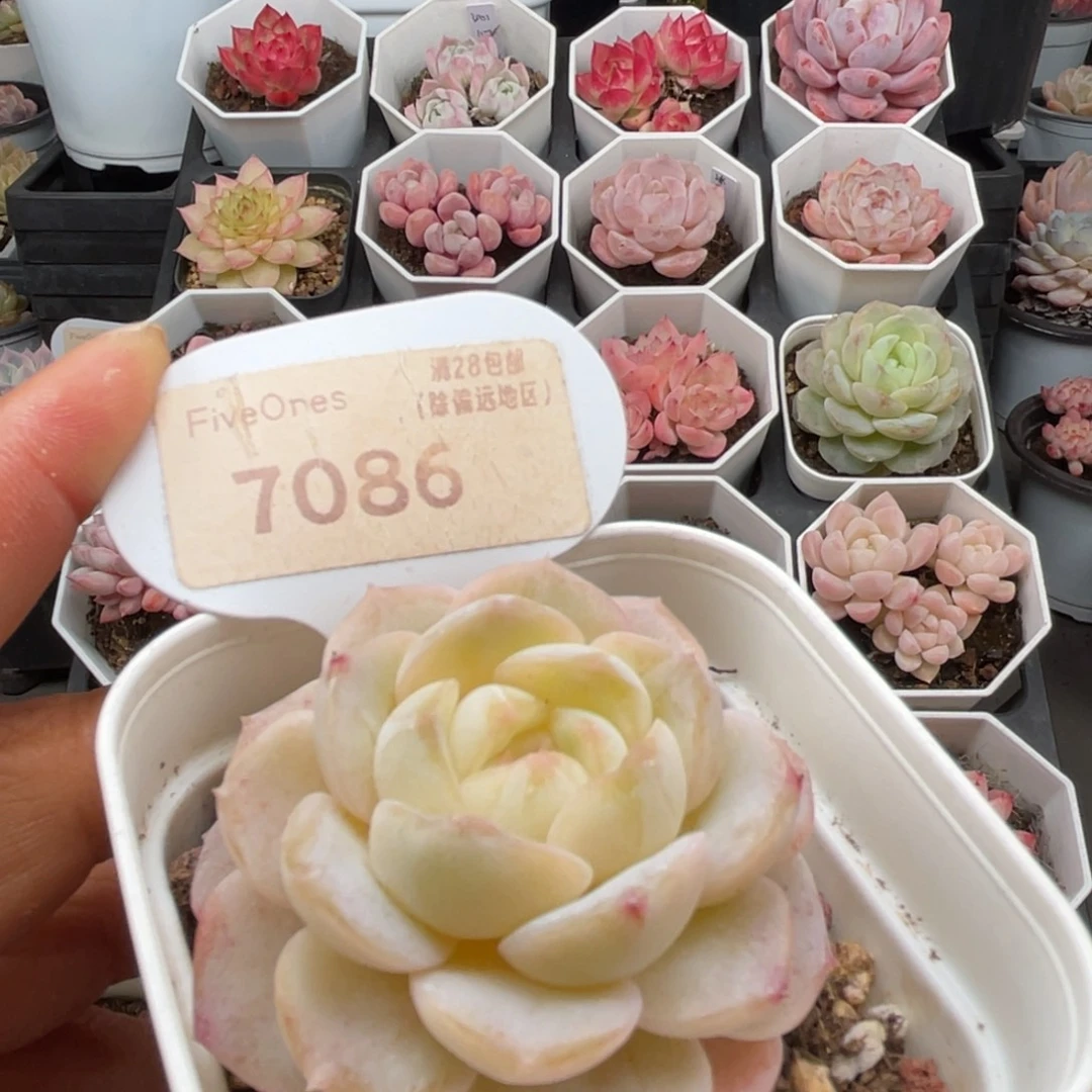 编号系列7086-4.0厘米