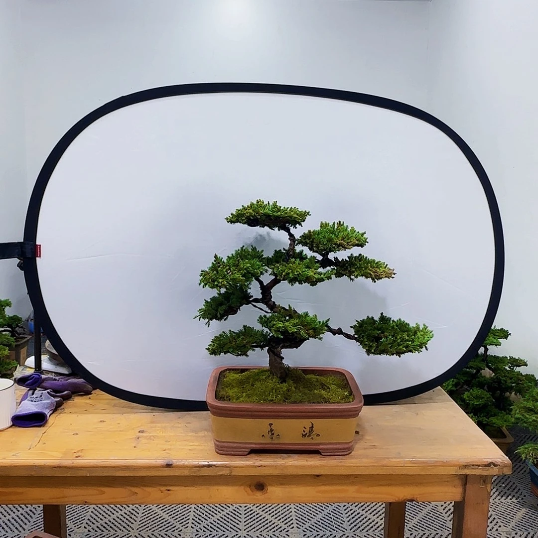 三*九盆景盆景盆景盆景