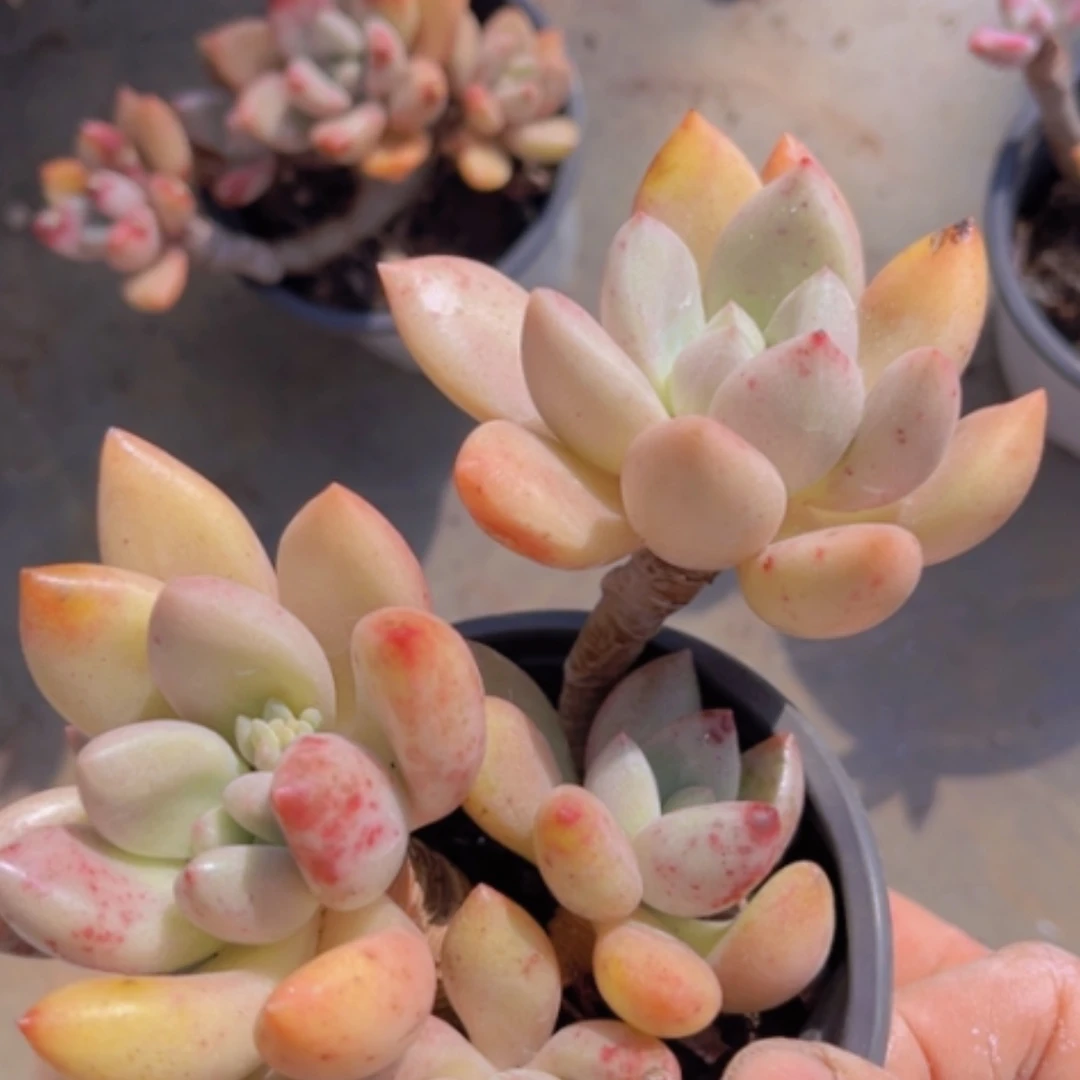 【闪购商品】桃花源18114