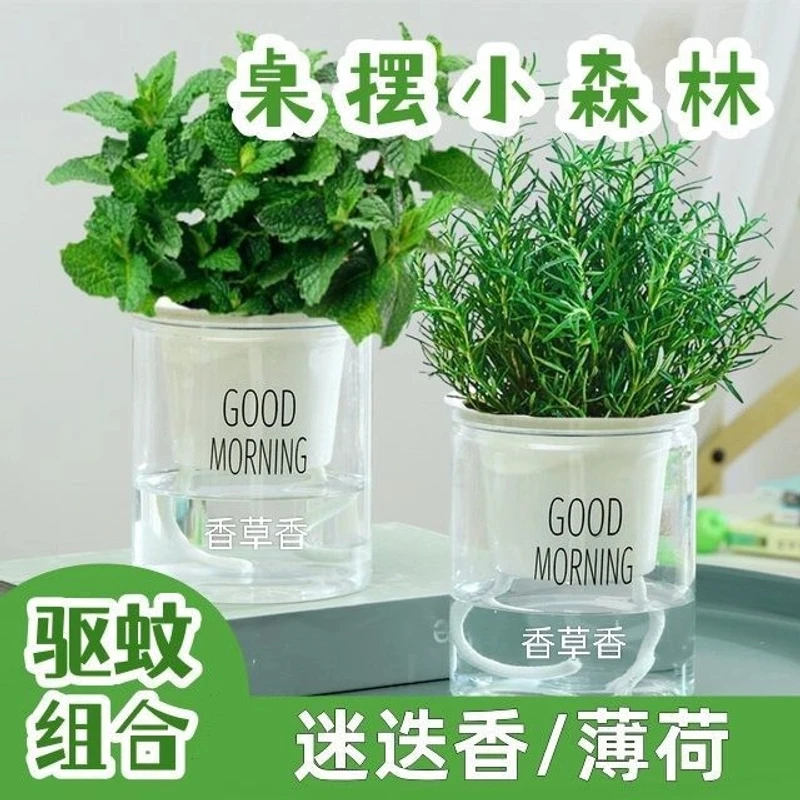 迷迭香盆栽驱蚊提神煎牛排调料可食用薄荷绿植阳台卧室植物盆栽