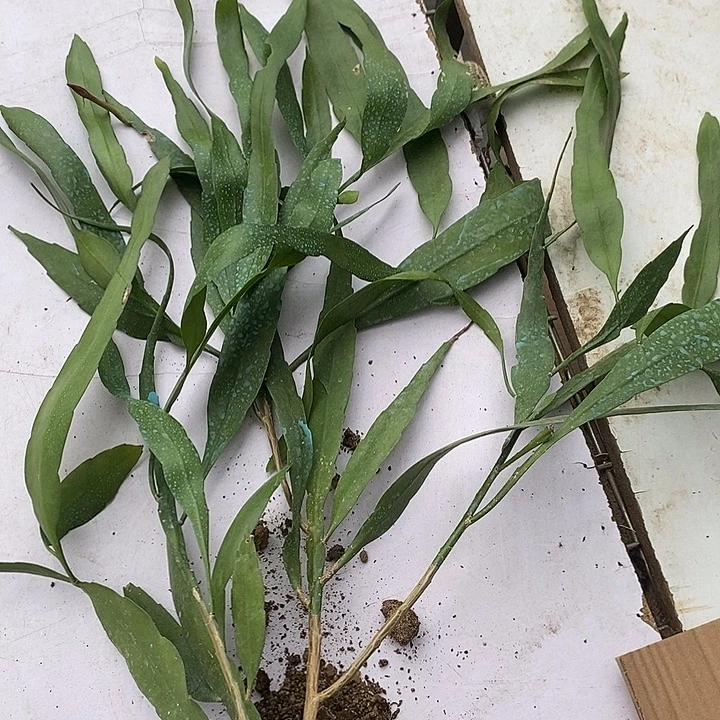 凤***琪完全开放你在干什么的