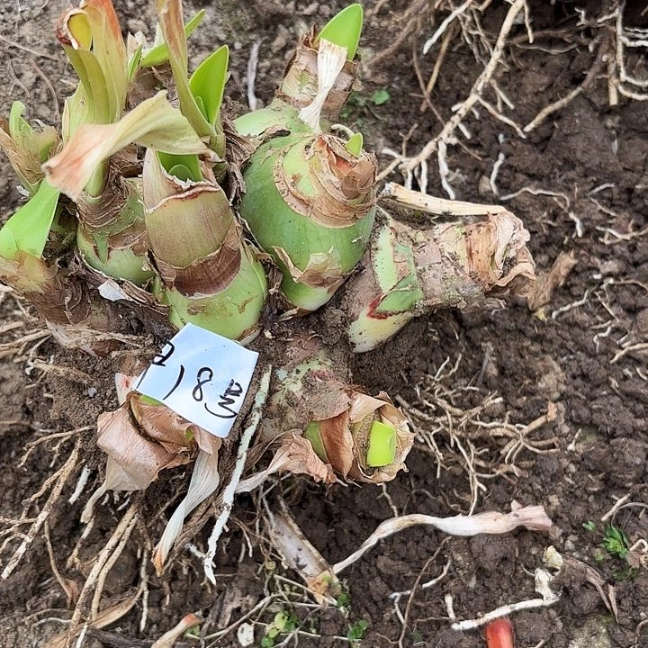 杂交一坨早18号开花无售后