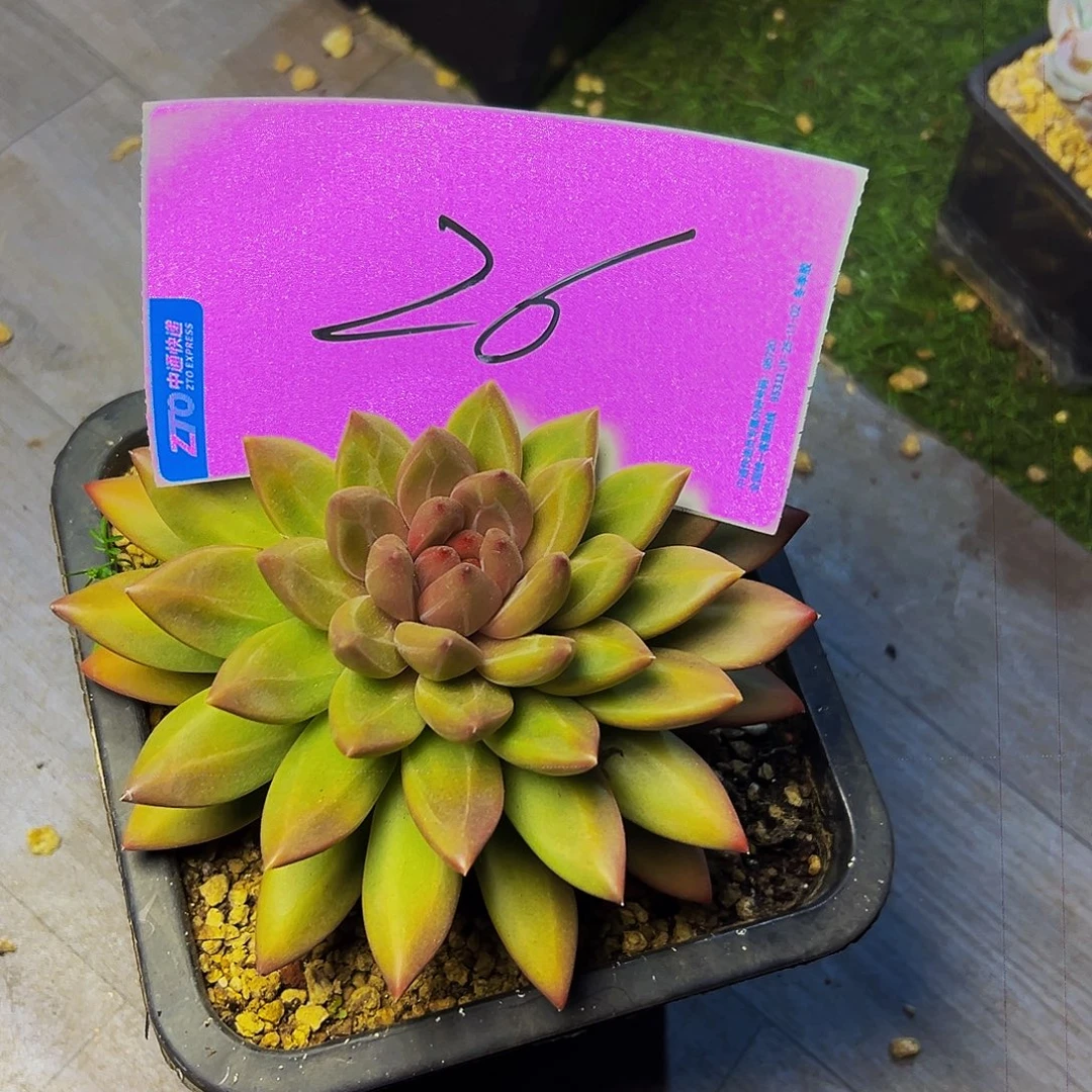 你***了26号，一物一拍，脱土包邮